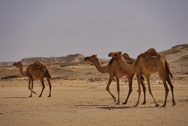Camels walking at desert against clear sky