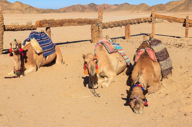 Camels with traditional bedouin saddle in Arabian desert, Egypt