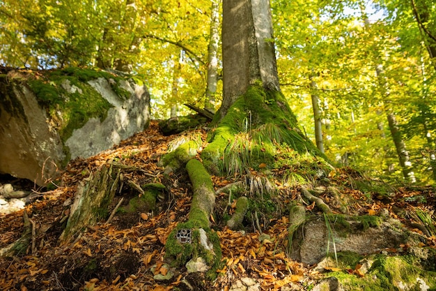 Camera trap hidden in a roots of a large tree in autumn forest