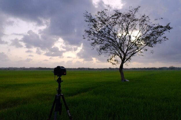 A camera on a tripod with a tree in the background