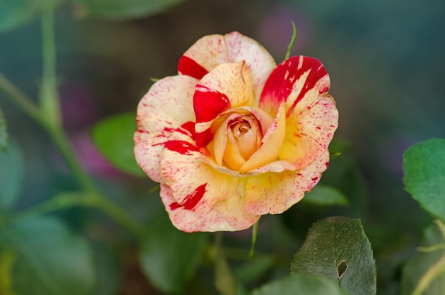 Camille Pissarro roses grows in the garden