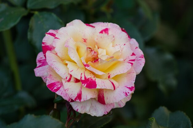 Foto le rose camille pissarro crescono in giardino