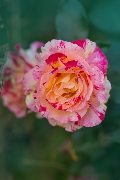 Camille Pissarro roses grows in the garden