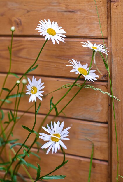 Camomile on background wooden wall