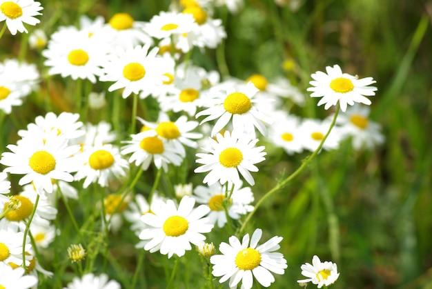 Photo camomile blossoms