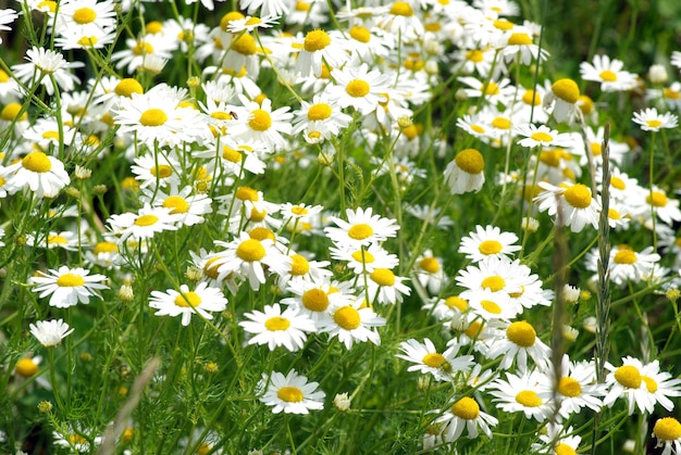 Camomile blossoms