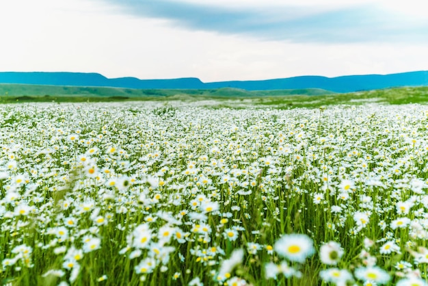 Camomile field