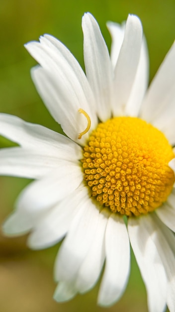 Camomile flower in the garden in summer top view Selective focus Macro close up Vertical