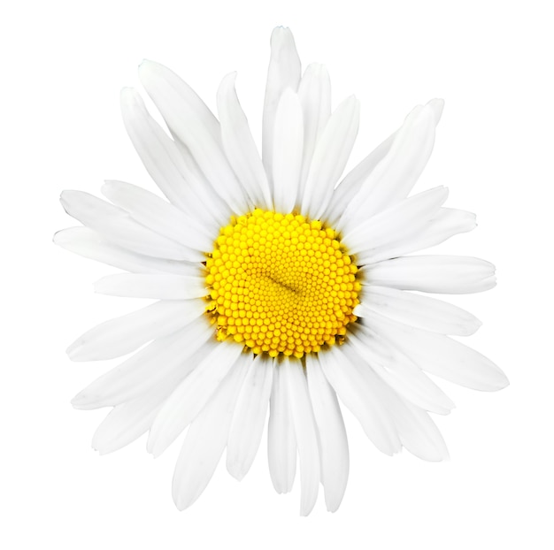 Camomile flower isolated on whit