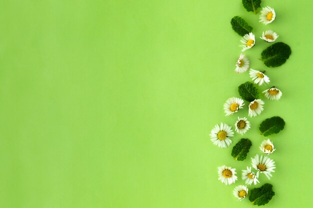  Camomile flower and mint herbs on green, for tea or design. 