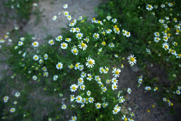 Camomile flowers in a field on a sunny day