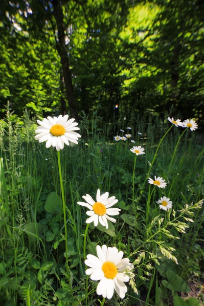 Camomile flowers in field