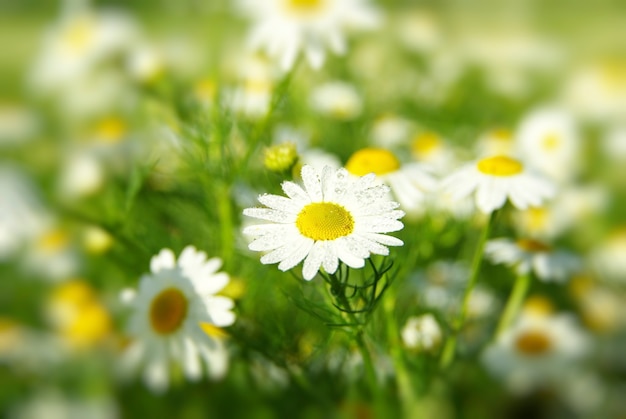 Camomile flowers on a field