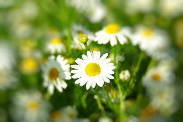 Camomile flowers on a field