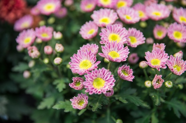 Camomile flowers in the garden