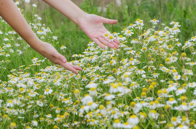 Fiori di camomilla in mano sul campo largo sotto il sole di mezzogiorno