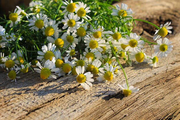 写真 木製の背景にカモミールの花