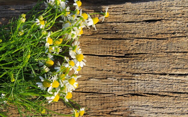 Camomile flowers on the wooden background