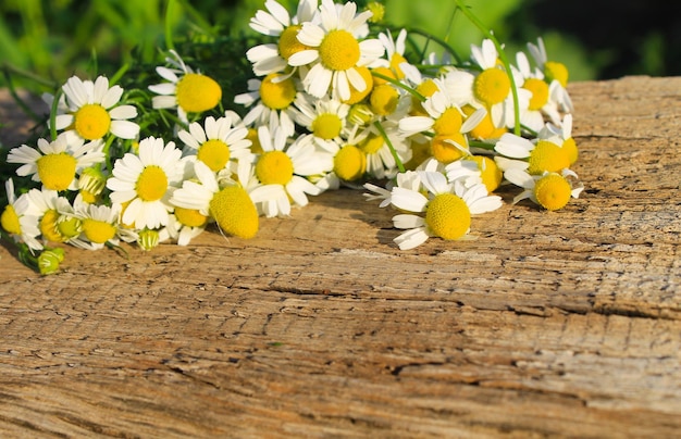 Camomile flowers on the wooden background