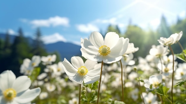 camomile flowers