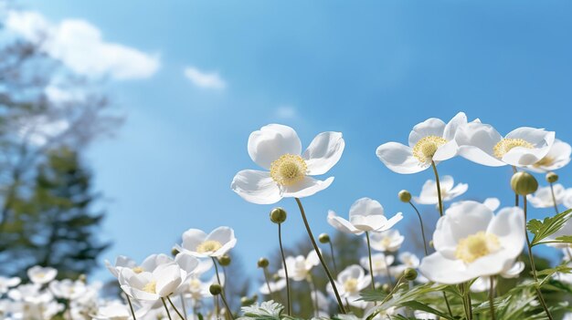 camomile flowers