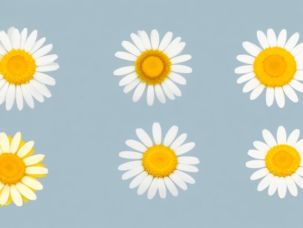 카밀레 아이콘 세트 흰색 데이지 카모마일 귀여운 둥근 꽃 식물 컬렉션 성장 개념 사랑