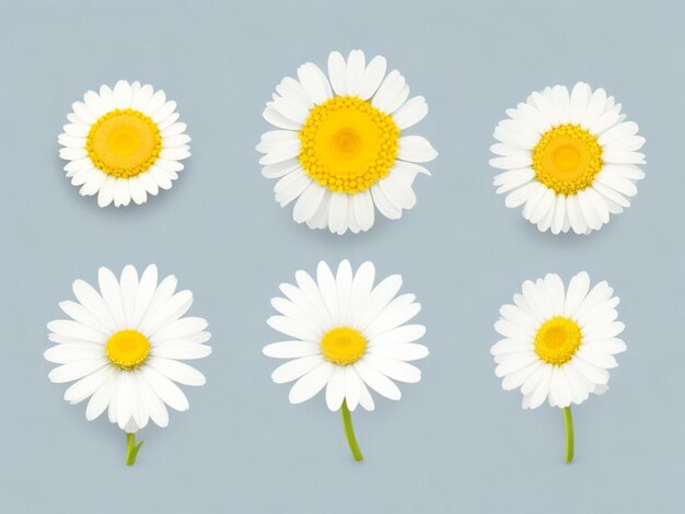 Camomile icon set White daisy chamomile Cute round flower plant collection Growing concept Love