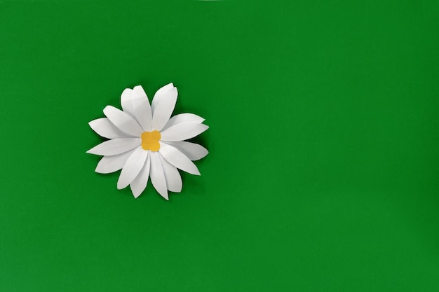 Camomile paper craft on green background