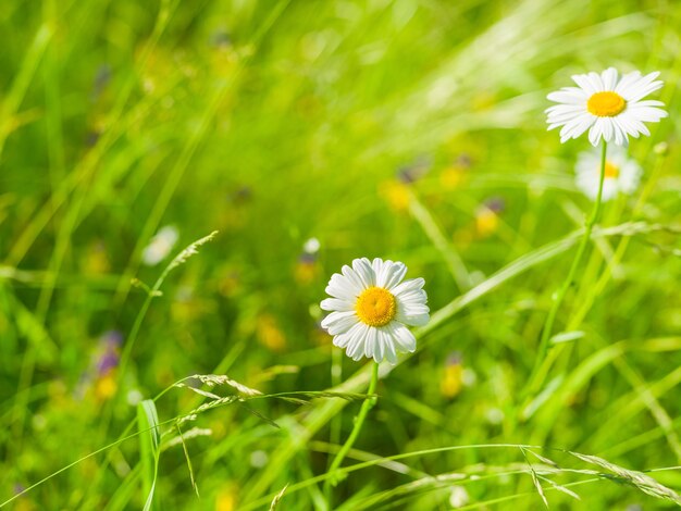 Camomile wildflowers on a surface of green grass on a sunny summer day