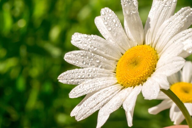 Camomile with dew drops Spring Flower