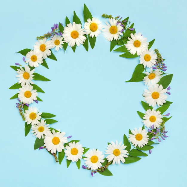 Camomiles on Blue. Round frame of daisies.