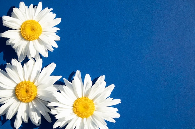 Camomiles closeup on a blue background with space for text Advertising postcard banner