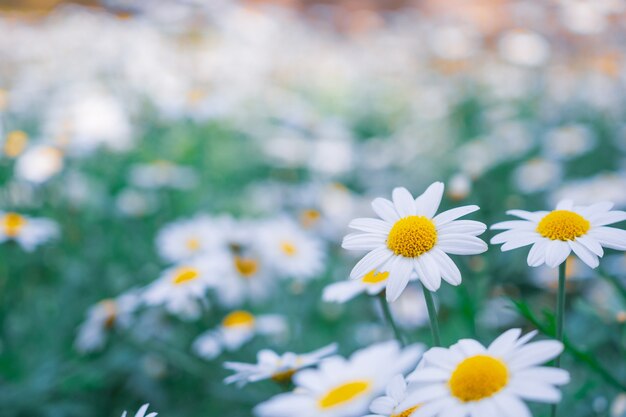 camomiles daisy flowers field