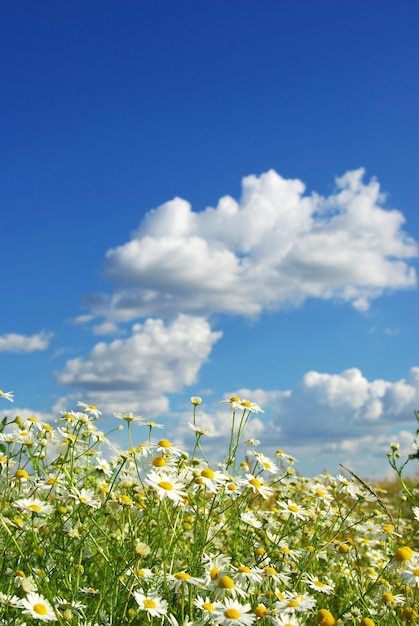 写真 カモミレスの花