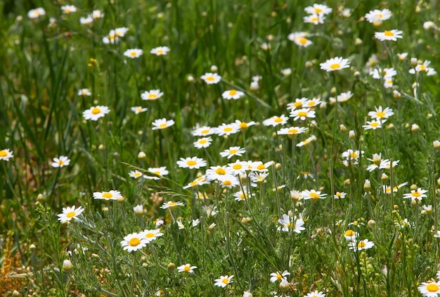 Camomiles in the grass