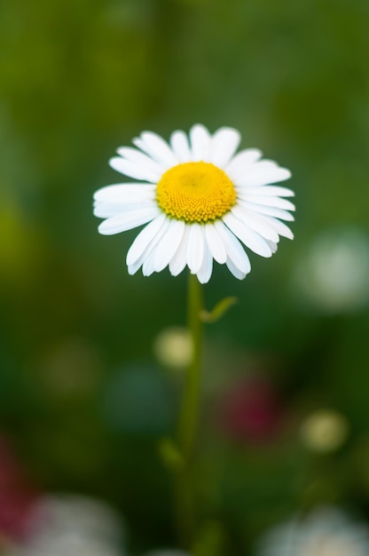 Camomiles in the nature on green background Blossom camomile White flower with yellow  Blurred photo
