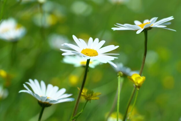 Camomiles op het veld met groen gras