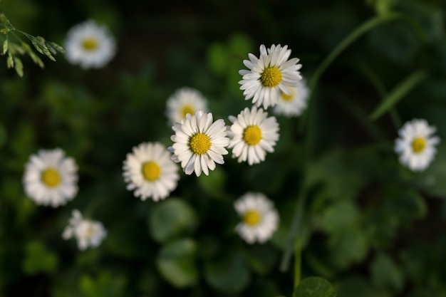 Camomiles op weide