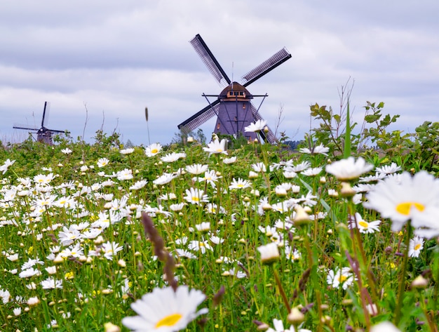 Camomiles and windmills in cloudy day