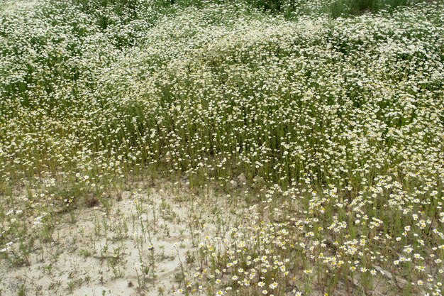 camomille plants