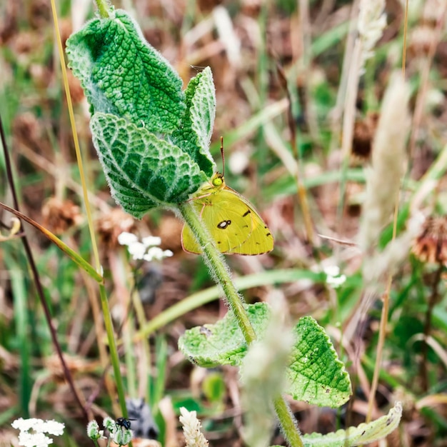 Camouflage