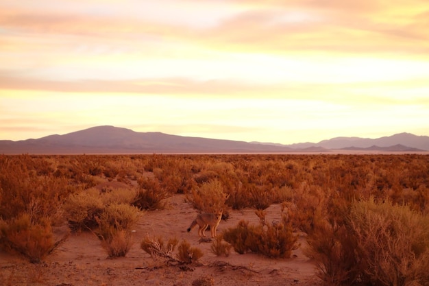Замаскированная лиса пустыни среди кустов в сухом ландшафте