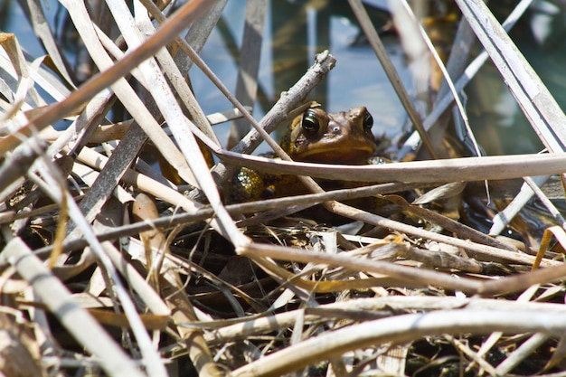 Camouflaged Frog in Marshy Wetland Habitat Fort Wayne Indiana