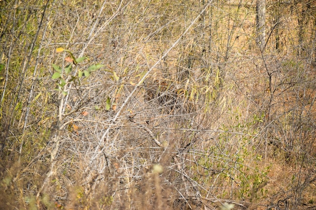 Photo camouflaged huge adult male tiger in tadoba national park