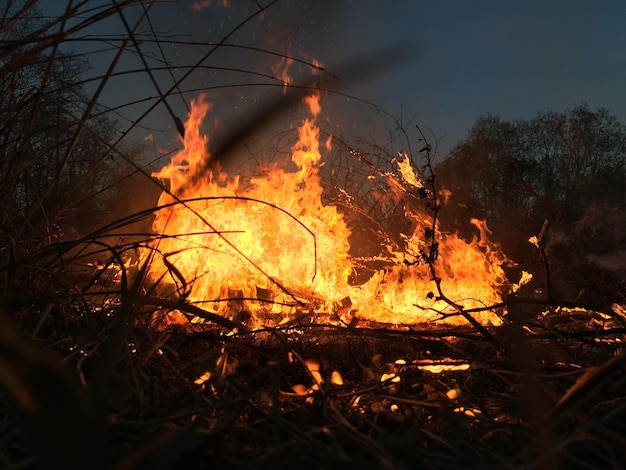 camp fire in forest at night