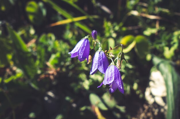 Campanula bloemen close-up in Vanoise National Park, Frankrijk