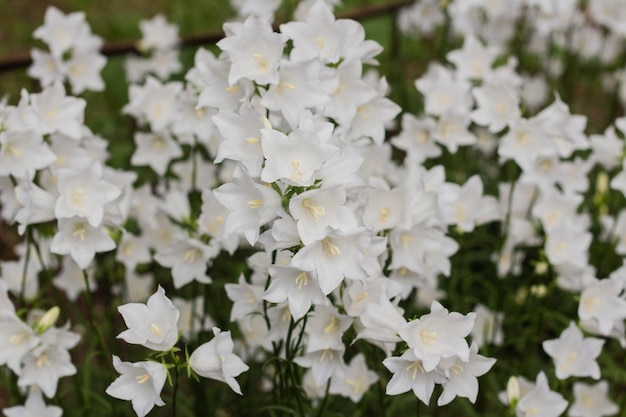 Campanula carpatica 아름다운 흰색 종 꽃