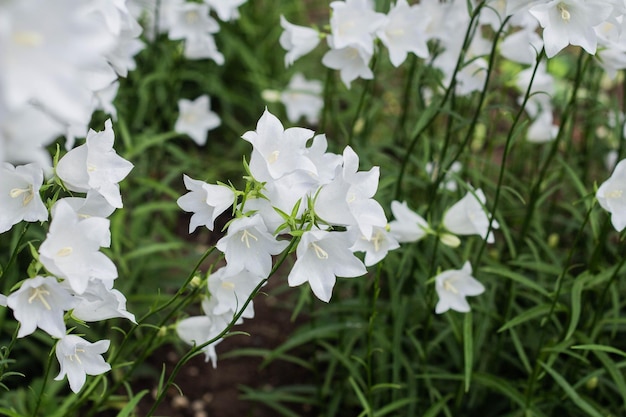 Campanula carpatica 아름다운 흰색 종 꽃