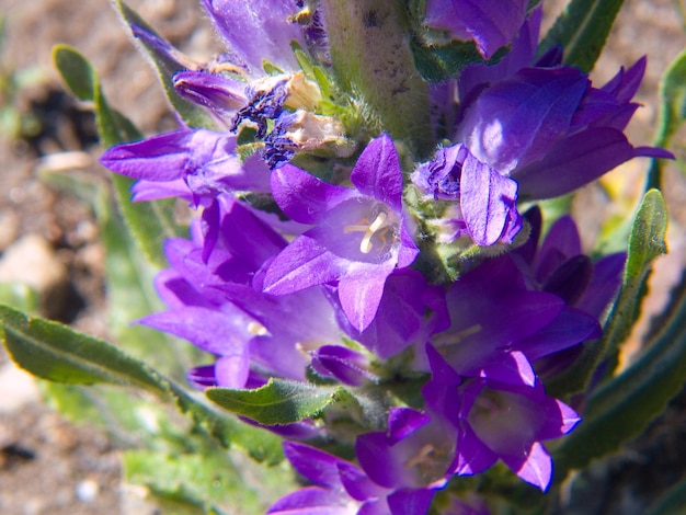 Campanula glomerata