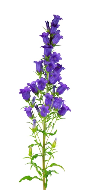 Campanula medium flowers isolated on white background Blue flowers Canterbury bells or bell flower